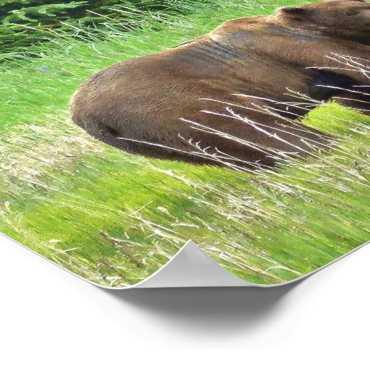 8x10 Value-Poster papier (matte) met grizzly-beer Poster (Hoek)