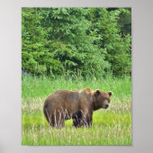 8x10 Value-Poster papier (matte) met grizzly-beer Poster (Voorkant)