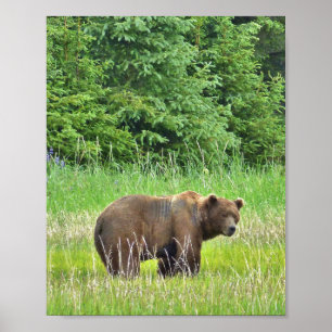 8x10 Value-Poster papier (matte) met grizzly-beer Poster