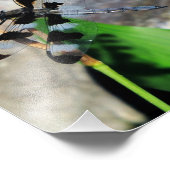 8x10 Zebra Dragonfly Foto Afdruk (Hoek)