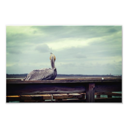 8x12 Foto - "Chillin' Pelican" St. Augustine, FL Foto Afdruk (Voorkant)
