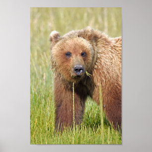 8x12 Poster papier (Matte) met grizzly beer
