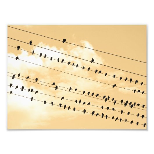 91(1) vogels foto afdruk (Voorkant)