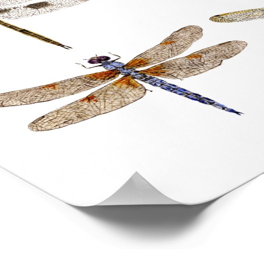 9 Dragonfly-waterverven Poster (Hoek)