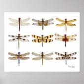9 Dragonfly-waterverven Poster (Voorkant)