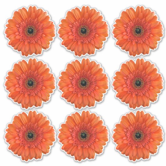 9 Oranje Gerbera-Margriet Bloem Kiss-Cut Stickers (Voorkant)