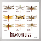 9 Poster van de Dragonfly-soort (Voorkant)