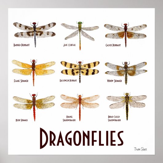 9 Poster van de Dragonfly-soort (Voorkant)