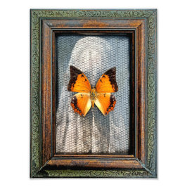 9" x 12" zwarte omzoomde Charaxes Butterfly Foto Afdruk