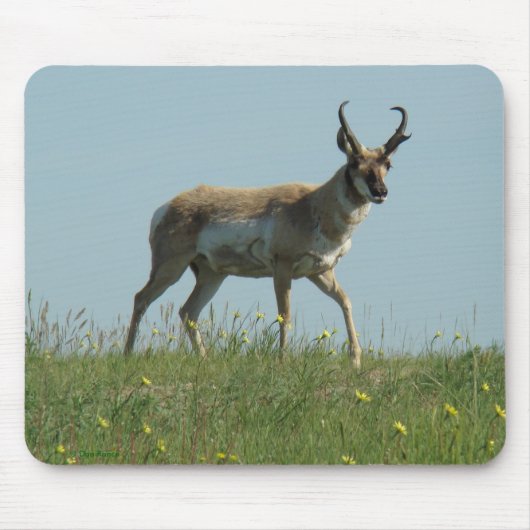 A10 Gaffelantilope en Wilde Bloemen Muismat (Voorkant)