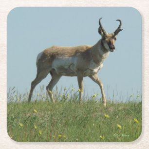 A10 Gaffelantilope mannetje Kartonnen Onderzetters