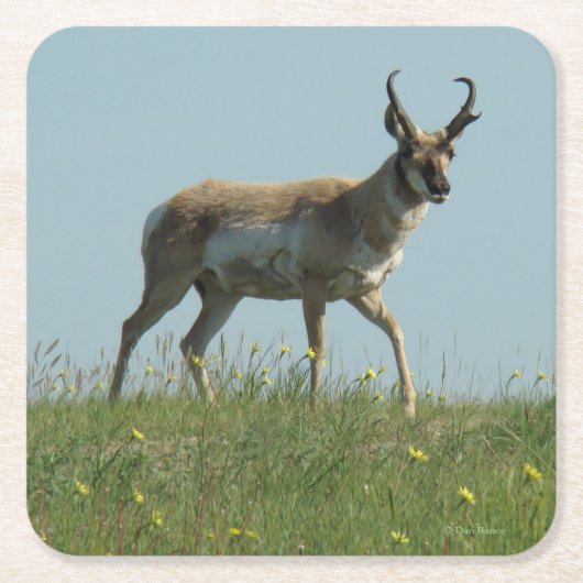 A10 Gaffelantilope mannetje Kartonnen Onderzetters (Voorkant)