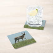 A10 Pronghorn Antelope Buck Kartonnen Onderzetters (Insitu)