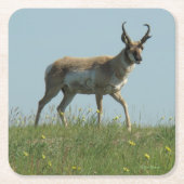 A10 Pronghorn Antelope Buck Kartonnen Onderzetters (Voorkant)