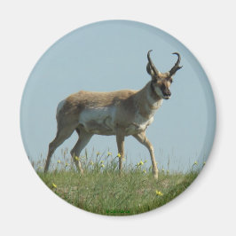 A10 Pronghorn Antelope die Threw Wildbloemen loopt Magneet