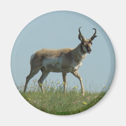 A10 Pronghorn Antelope die Threw Wildbloemen loopt Magneet (Voorkant)