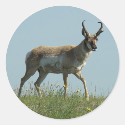 A10 Pronghorn Antelope die Threw Wildbloemen loopt Ronde Sticker (Voorkant)