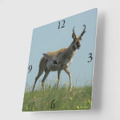 A10 Pronghorn Antelope die Threw Wildbloemen loopt Vierkante Klok (Hoek)
