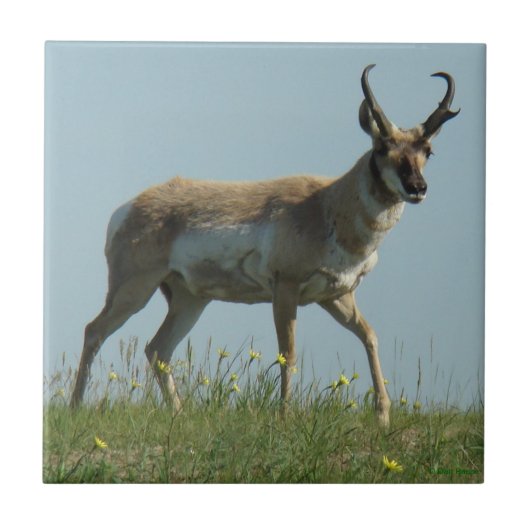A10 Pronghorn Antelope en gele wilde bloemen Tegeltje (Voorkant)