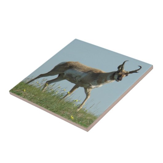 A10 Pronghorn Antelope en gele wilde bloemen Tegeltje (Zijkant)