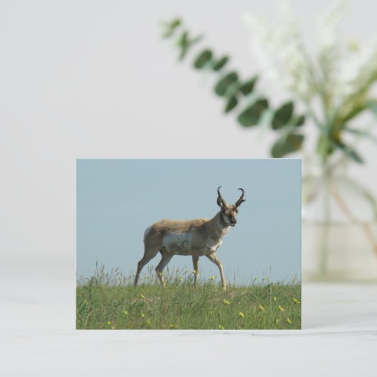 A10 Pronghorn Antelope en wilde bloemen Briefkaart (Staand voorkant)