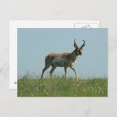 A10 Pronghorn Antelope en wilde bloemen Briefkaart (Voorkant / Achterkant)
