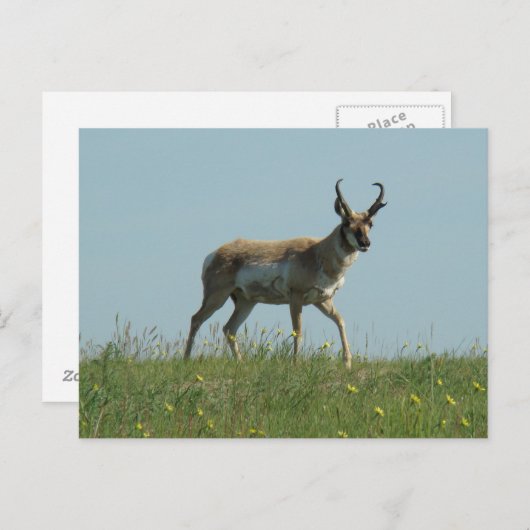 A10 Pronghorn Antelope en wilde bloemen Briefkaart (Voorkant / Achterkant)