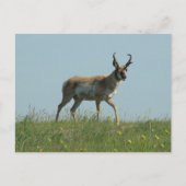 A10 Pronghorn Antelope en wilde bloemen Briefkaart (Voorkant)