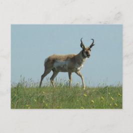 A10 Pronghorn Antelope en wilde bloemen Briefkaart