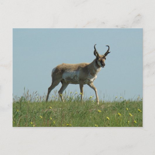 A10 Pronghorn Antelope en wilde bloemen Briefkaart (Voorkant)