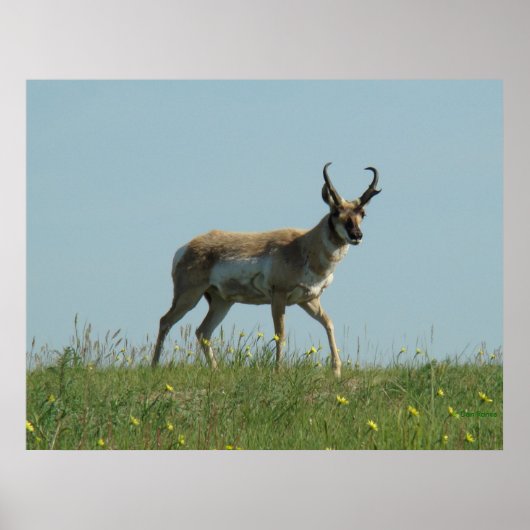 A10 Pronghorn Antelope en wilde bloemen Poster (Voorkant)