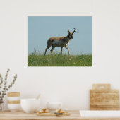 A10 Pronghorn Antelope en wilde bloemen Poster (Keuken)