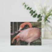 A11 Flamingo Postcard Briefkaart (Staand voorkant)