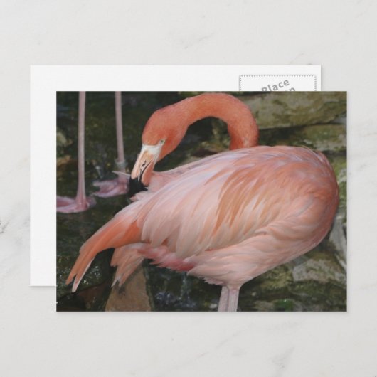 A11 Flamingo Postcard Briefkaart (Voorkant / Achterkant)
