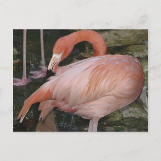 A11 Flamingo Postcard Briefkaart (Voorkant)
