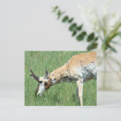A11 Gaffelantilope bok graast Briefkaart (Staand voorkant)