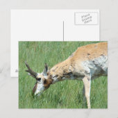 A11 Gaffelantilope bok graast Briefkaart (Voorkant / Achterkant)