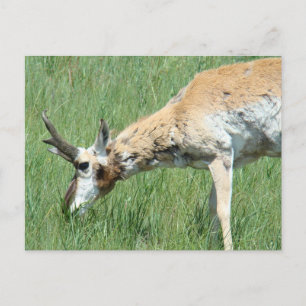 A11 Gaffelantilope bok graast Briefkaart