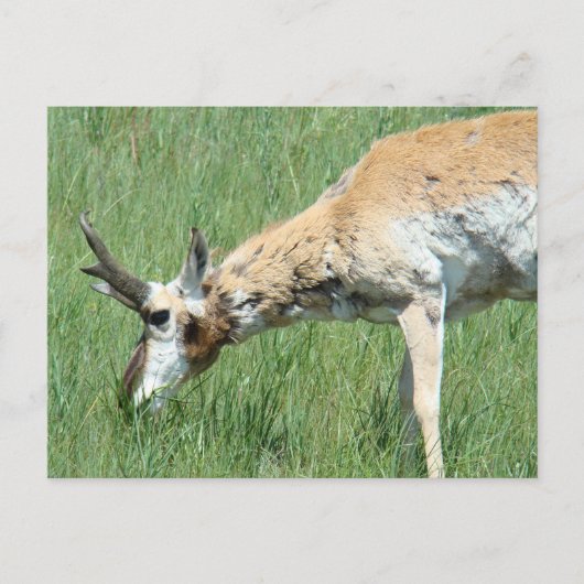 A11 Gaffelantilope bok graast Briefkaart (Voorkant)
