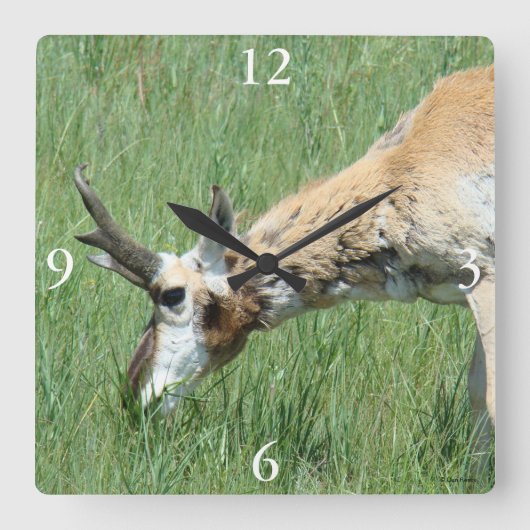 A11 Gaffelantilope bok graast Vierkante Klok (Voorkant)
