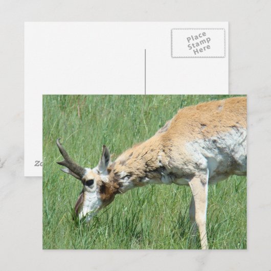 A11 Pronghorn Antelope Buck Grazing Briefkaart (Voorkant / Achterkant)