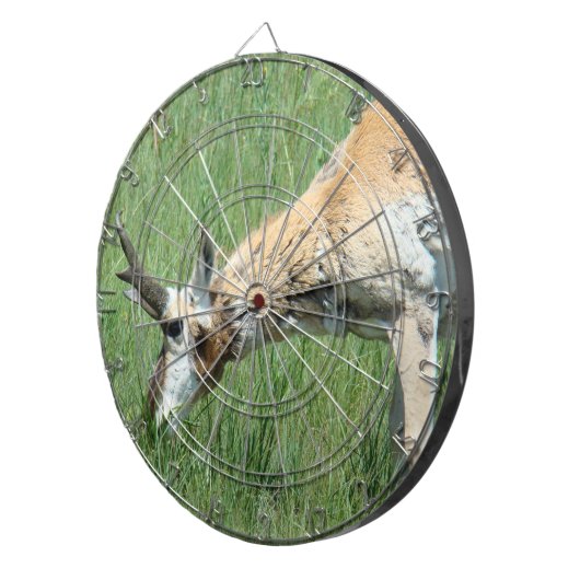 A11 Pronghorn Antelope Buck Grazing Dartbord (Voorkant Rechts)