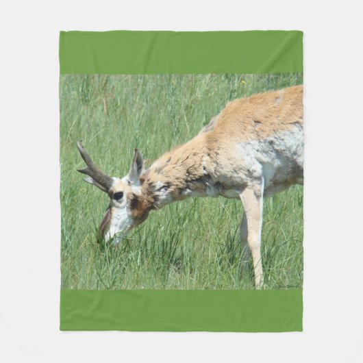 A11 Pronghorn Antelope Buck Grazing Fleece Deken (Voorkant)