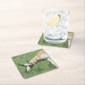 A11 Pronghorn Antelope Buck Grazing Kartonnen Onderzetters (Insitu)