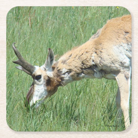 A11 Pronghorn Antelope Buck Grazing Kartonnen Onderzetters (Voorkant)