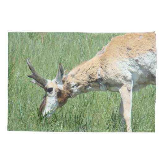 A11 Pronghorn Antelope Buck Grazing Kussensloop (Achterkant)