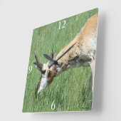A11 Pronghorn Antelope Buck Grazing Vierkante Klok (Hoek)