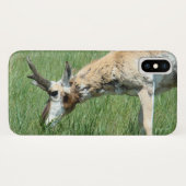 A11 Pronghorn Antelope Grazing Case-Mate iPhone Case (Achterkant (horizontaal))