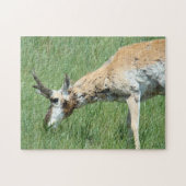 A11 Pronghorn Antelope Grazing Legpuzzel (Horizontaal)
