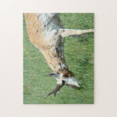 A11 Pronghorn Antelope Grazing Legpuzzel (Verticaal)